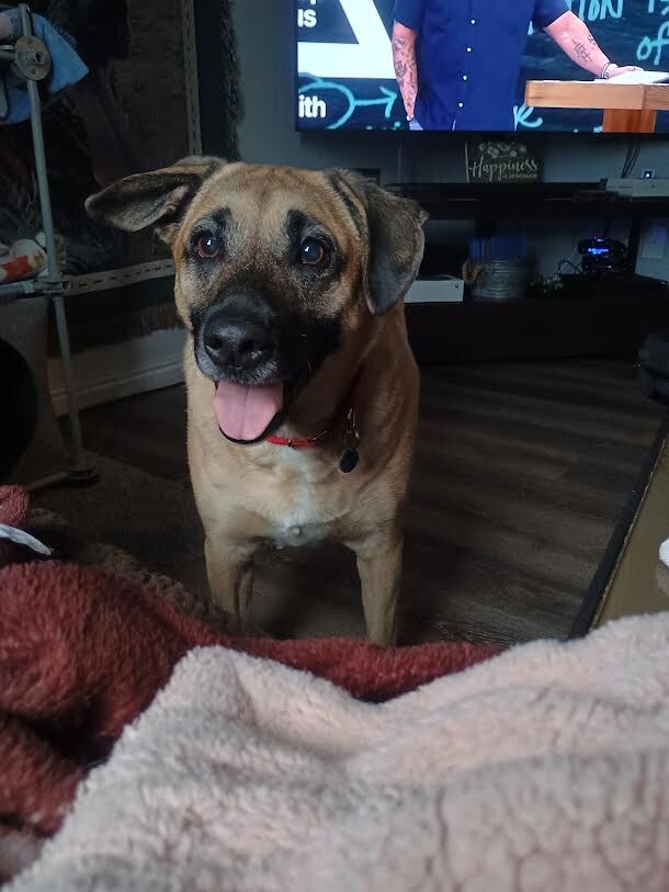 Picture of the Animal Listed